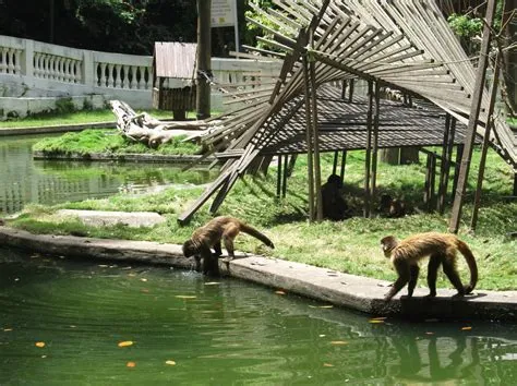  El Parque Zoobotánico de Sorocaba: Una aventura salvaje para toda la familia!