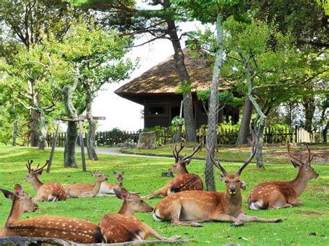  ¡El Parque Nara: Un Oasis de Cierva y Cultura!